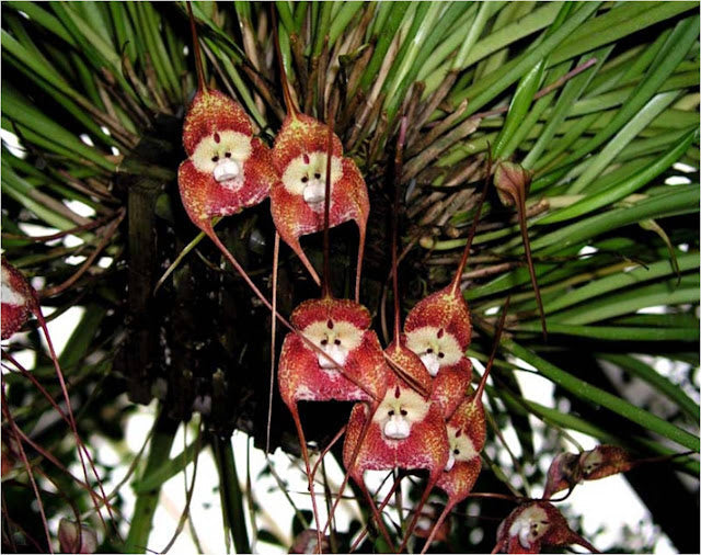 Red Monkey Face Flower seeds for Planting Premium Quality, Heirloom & GMO Free Seeds for Home Garden vegetable and garden seeds