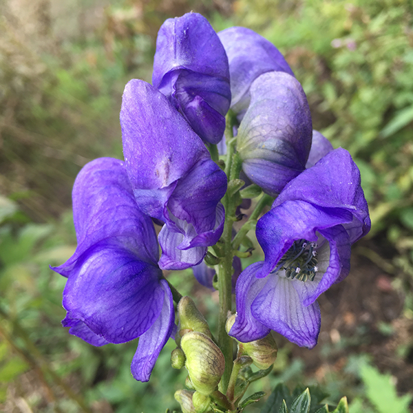 Blue Monkshood Flower seeds for Planting Colorful Display, Heirloom & GMO Free Seeds for Home Garden Sale vegetable and garden seeds
