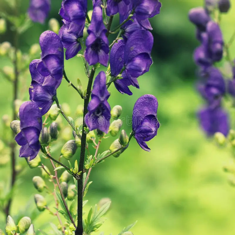 Premium Aconitum Napellus Flower seeds for Planting Premium Quality, Heirloom & GMO Free Seeds for Home Garden seeds