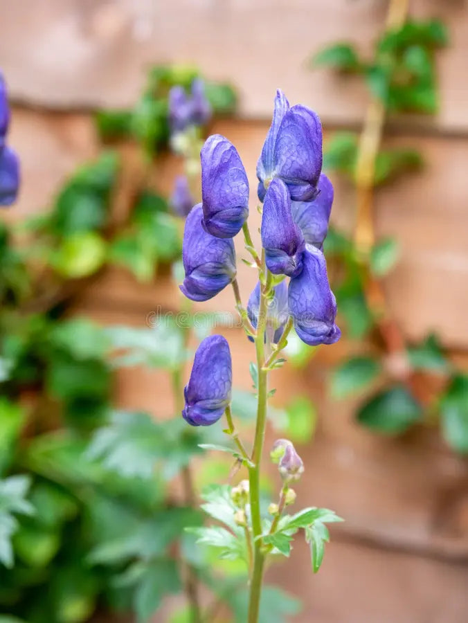 Aconitum Napellus Flower seeds for Planting Premium Quality, Heirloom & GMO Free Seeds for Home Garden vegetable and garden seeds