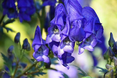 Premium Blue Monkshood Flower seeds for Planting Colorful Display, Heirloom & GMO Free Seeds for Home Garden Sale seeds