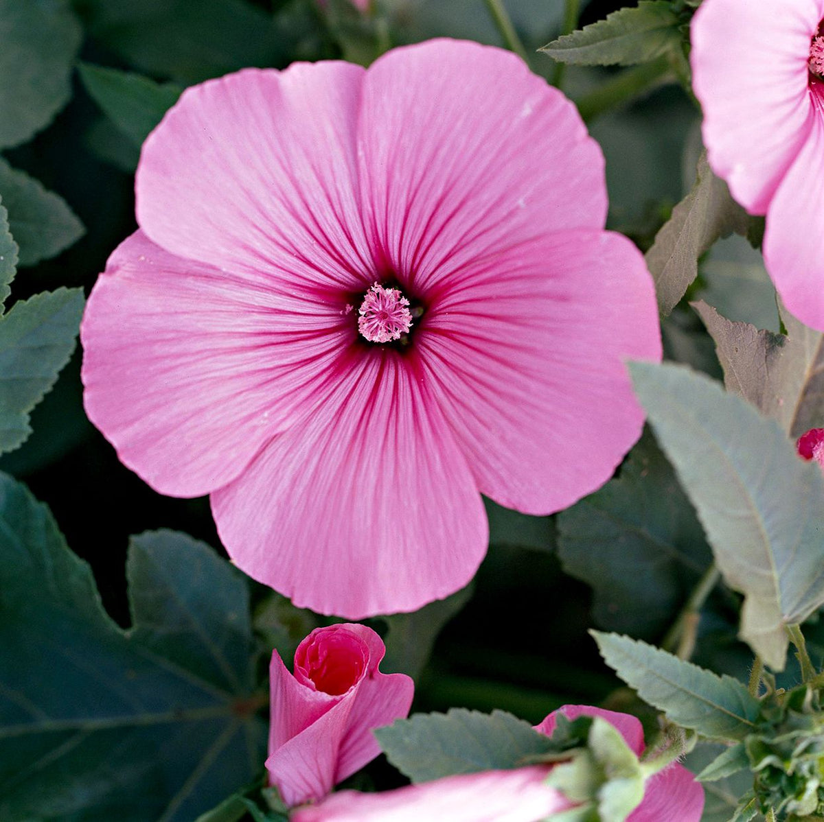 Heirloom Lavatera Flower seeds for Planting Pollinator Friendly Heirloom & GMO Free Seeds for Home Garden