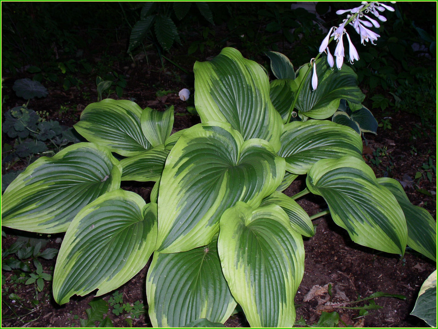 Heirloom Montana Hosta Seeds Flower seeds for Planting Wildflower Mix Heirloom & GMO Free Seeds for Home Garden