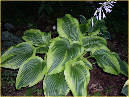 Heirloom Montana Hosta Seeds Flower seeds for Planting Wildflower Mix Heirloom & GMO Free Seeds for Home Garden