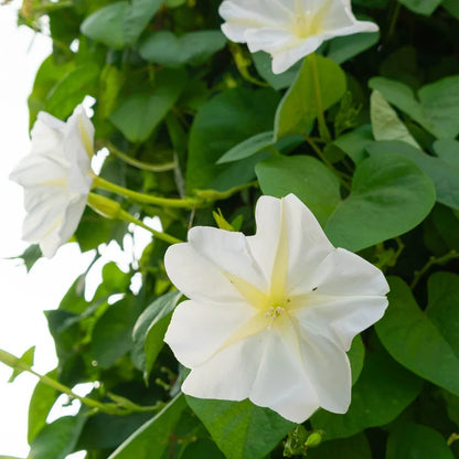 Giant Moon Flower seeds for Planting - Shade Tolerant, Heirloom & GMO Free Seeds for Home Garden