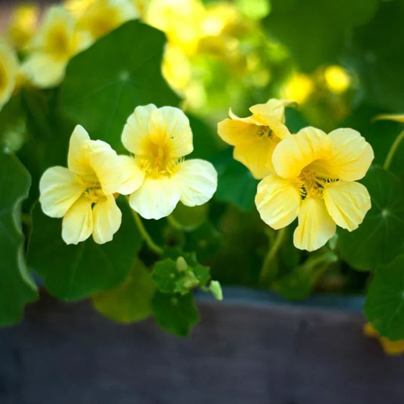 Light Yellow Nasturtium Flower seeds for Planting Seasonal Bloomer, Heirloom & GMO Free Seeds for Home Garden seeds for planting