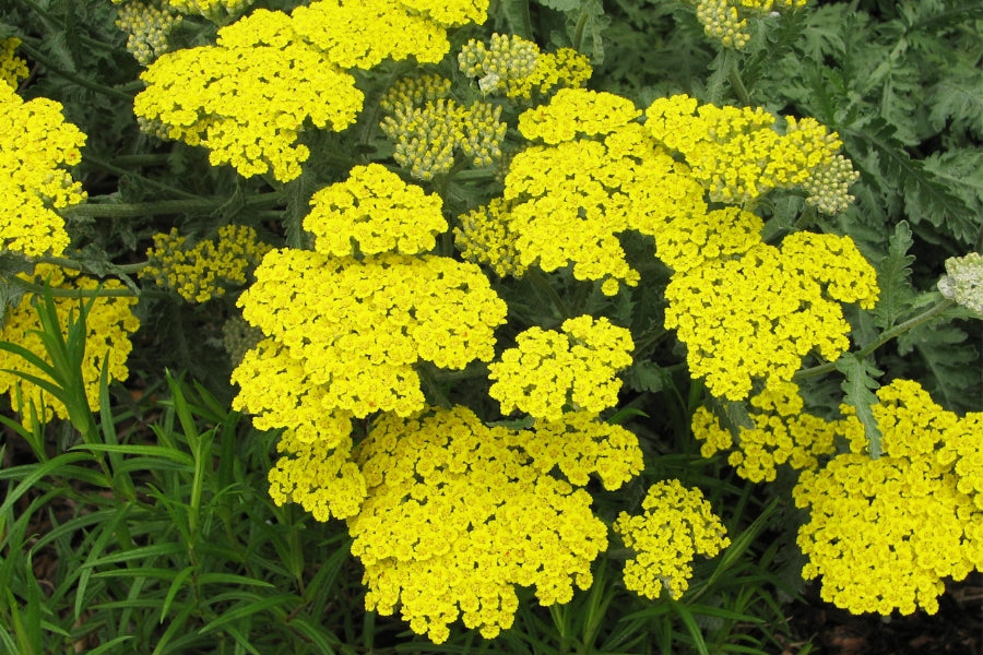 Yellow Yarrow Flower seeds for Planting Seasonal Bloomer, Heirloom & GMO Free Seeds for Home Garden vegetable and garden seeds