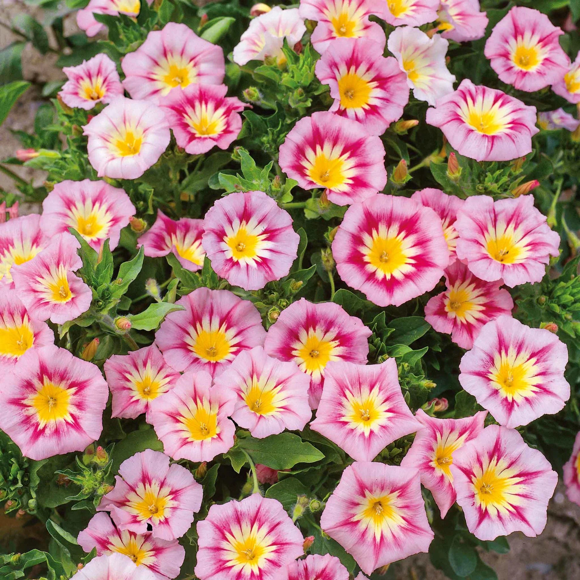 High quality Pink Yellow Leucanthemum Flower seeds for Planting Easy to Grow, Heirloom & GMO Free Seeds for Home Garden seeds pack