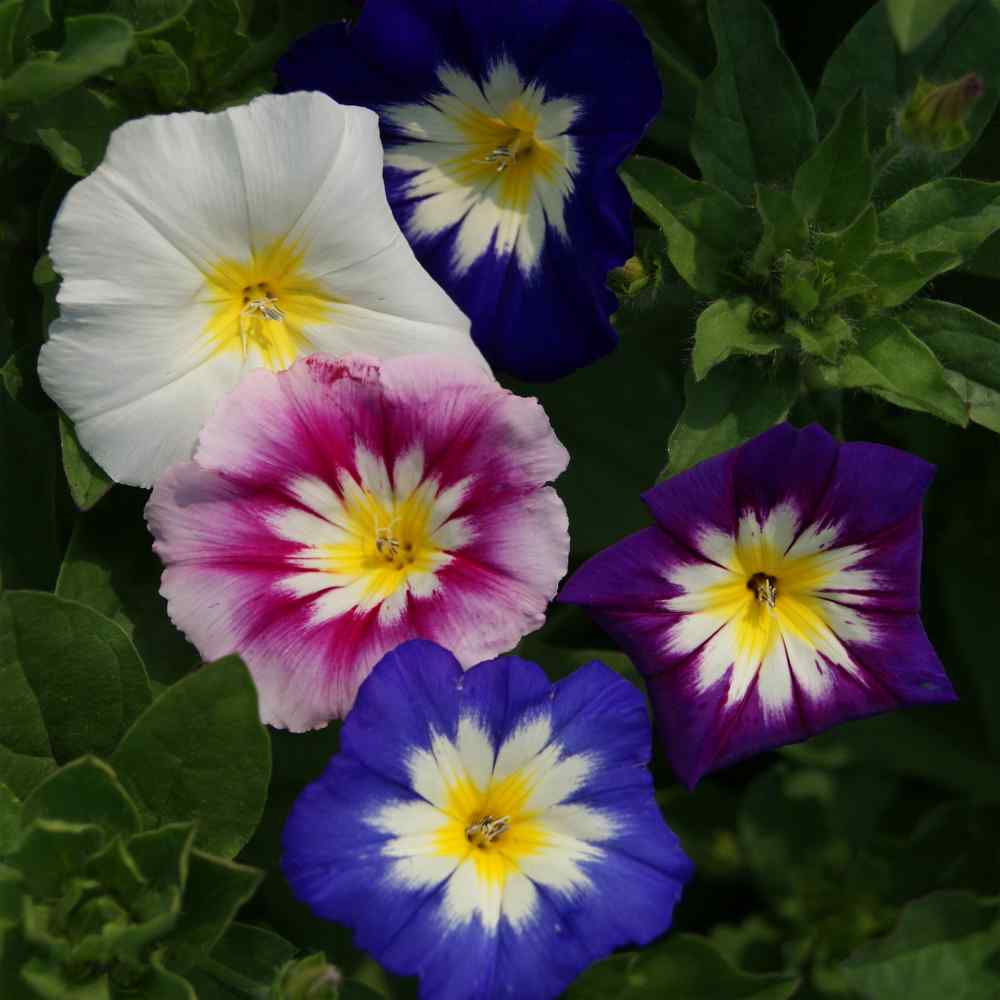 Premium Mixed Convolvulus Flower seeds for Planting Colorful Display, Heirloom & GMO Free Seeds for Home Garden seeds