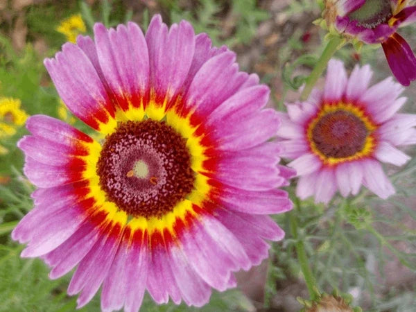 High quality Purple Chrysanthemum Carinatum Flower seeds for Planting Low Maintenance, Heirloom & GMO Free Seeds for Home Garden seeds pack