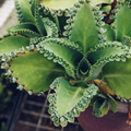 Kalanchoe Daigremontiana Flower seeds for Planting Pollinator Friendly, Heirloom & GMO Free Seeds for Home Garden seeds for planting