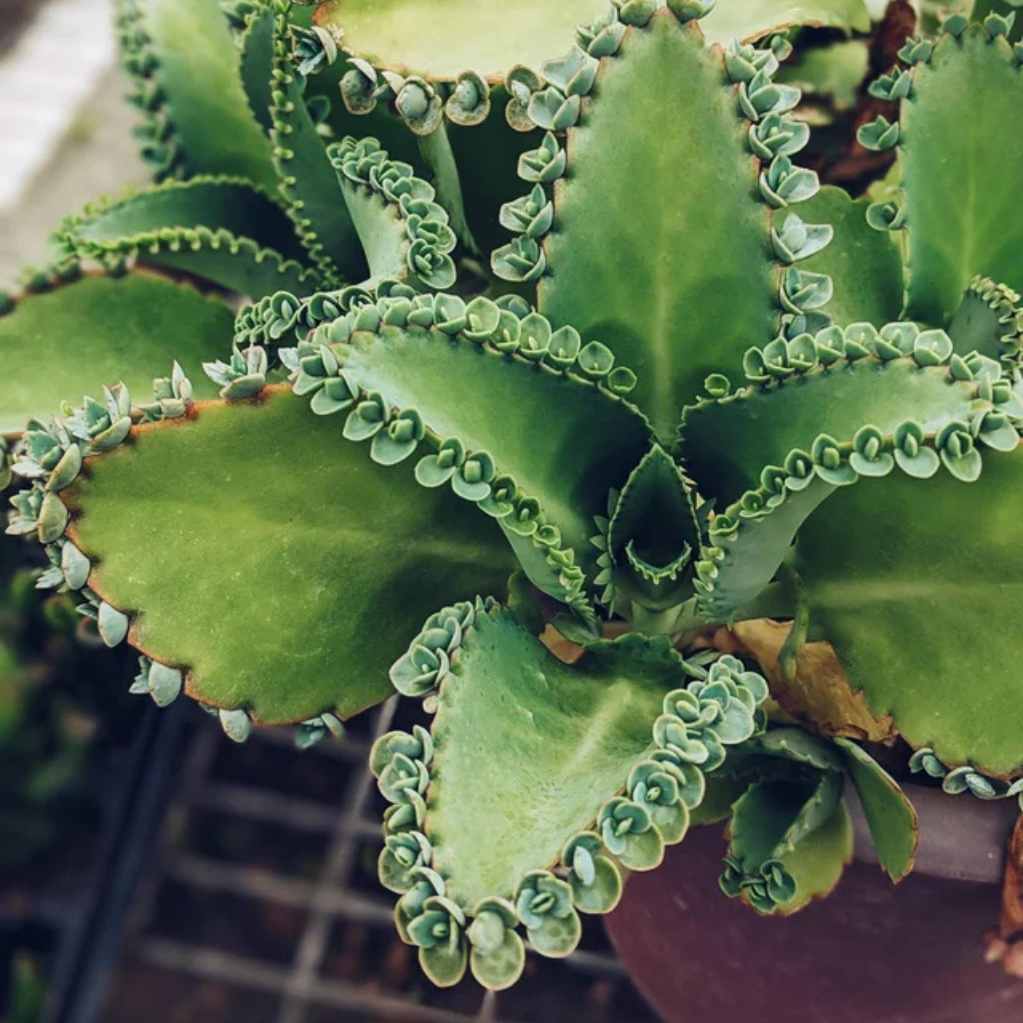 Kalanchoe Daigremontiana Flower seeds for Planting Pollinator Friendly, Heirloom & GMO Free Seeds for Home Garden seeds for planting