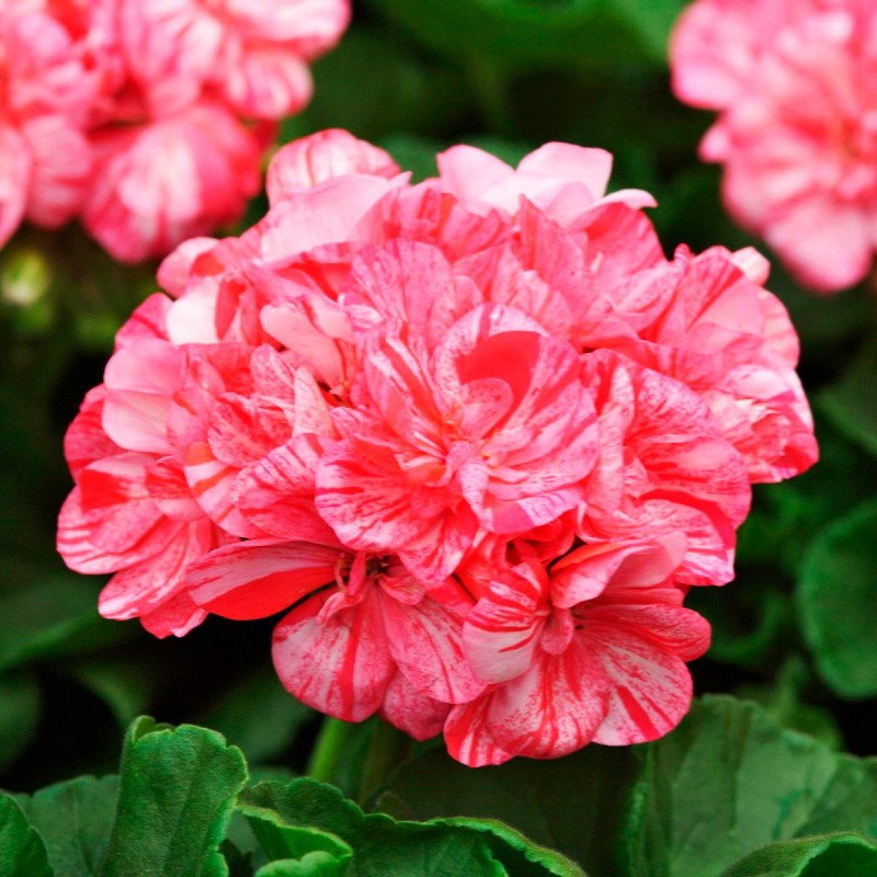 High quality Orange White Geraniums Flower seeds for Planting Compact Growth, Heirloom & GMO Free Seeds for Home Garden seeds pack