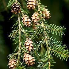 Mountain Hemlock Tree Seeds - Grow Your Own Hemlock Tree