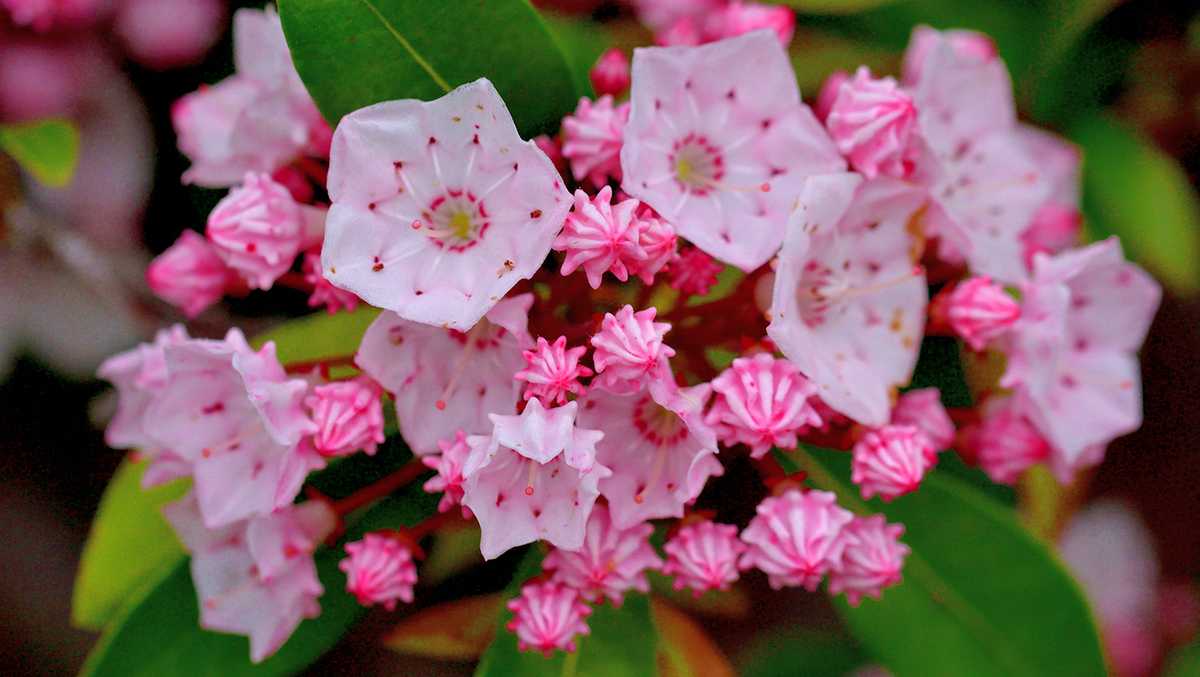 Pink Laurel Flower seeds for Planting Premium Quality, Heirloom & GMO Free Seeds for Home Garden vegetable and garden seeds