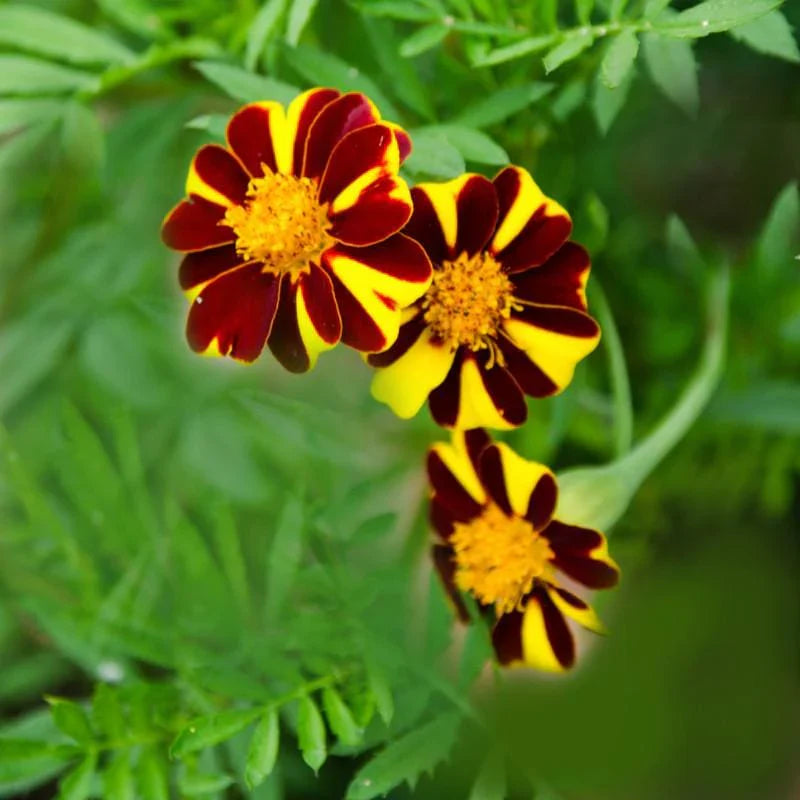 Marigold Mr Majestic Flower seeds for Planting Fragrant Blossoms Heirloom & GMO Free Seeds for Home Garden seeds for planting