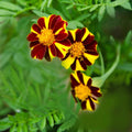 Marigold Mr Majestic Flower seeds for Planting Fragrant Blossoms Heirloom & GMO Free Seeds for Home Garden seeds for planting