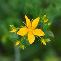 Yellow Flower Pot Flower seeds for Planting Cut Flower Favorite, Heirloom & GMO Free Seeds for Home Garden seeds for planting