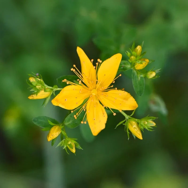 Yellow Flower Pot Flower seeds for Planting Cut Flower Favorite, Heirloom & GMO Free Seeds for Home Garden seeds for planting