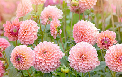 Heirloom Dahlia Flower seeds for Planting Vibrant Colors Heirloom & GMO Free Seeds for Home Garden