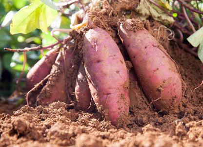 Yellow Sweet Potato Vegetable Seeds For Planting - Grow Your Own Nutrient-Rich Harvest
