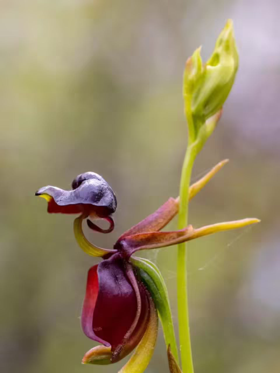 Heirloom Orchid Flower seeds for Planting Fragrant Blossoms Heirloom & GMO Free Seeds for Home Garden