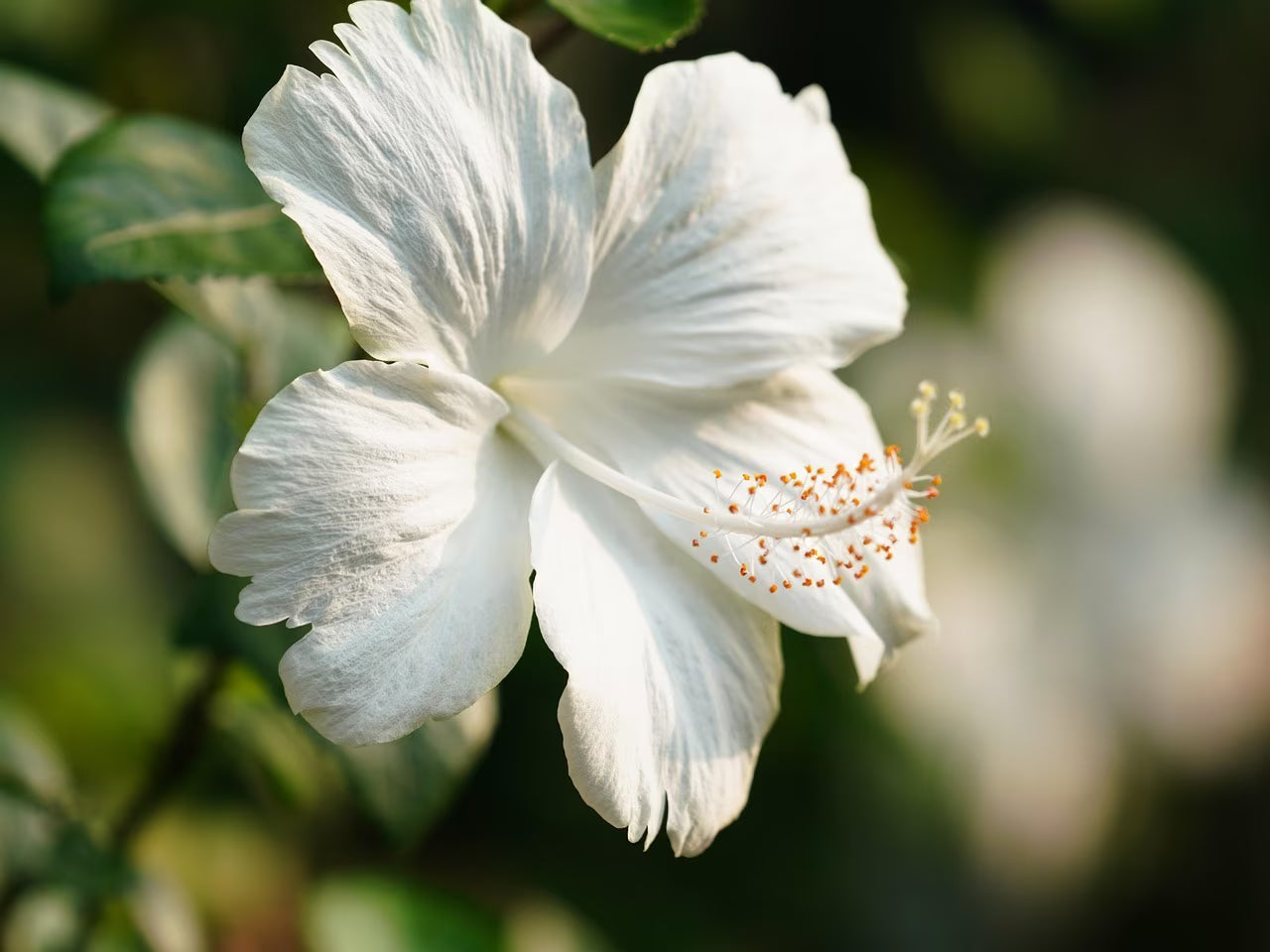 White Hibiscus Flower seeds for Planting, Compact Growth Heirloom & GMO Free Seeds for Home Garden