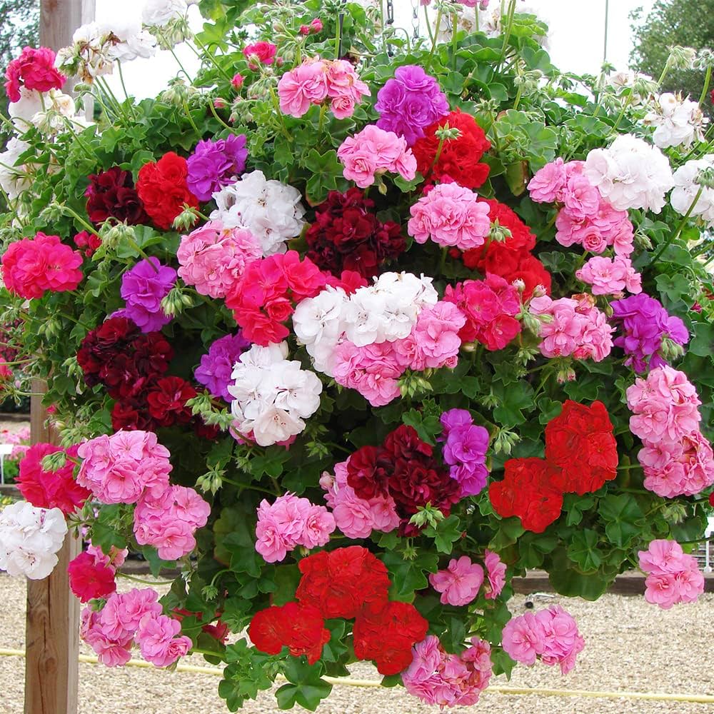 Multi-Color Geranium Flower Seeds for Garden Planting