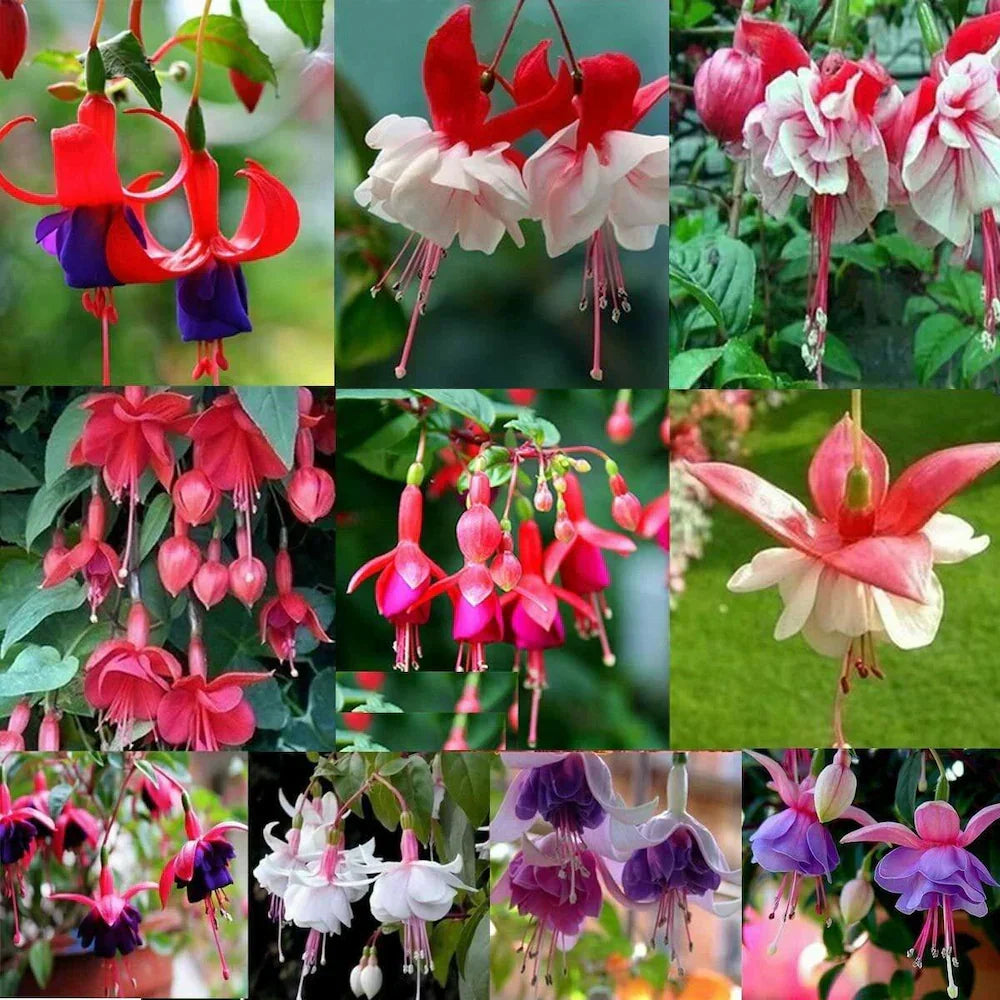 Multi-Colour Fuchsia Flower Seeds for Planting