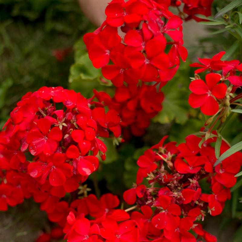 Geranium Flower seeds for Planting Seasonal Bloomer Heirloom & GMO Free Seeds for Home Garden