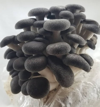 Mushroom spores displayed next to growing kit