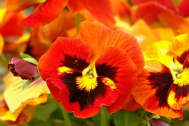 Pansy Flower seeds for Planting Colorful Display, Heirloom & GMO Free Seeds for Home Garden vegetable and garden seeds