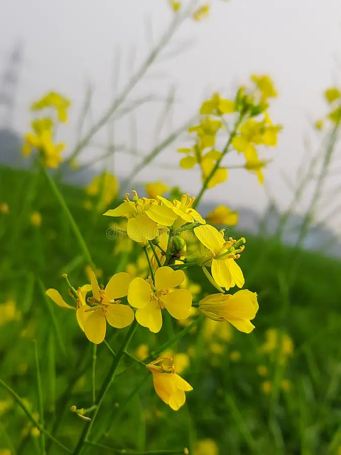 Rapeseed Flower seeds for Planting Sun Loving, Heirloom & GMO Free Seeds for Home Garden vegetable and garden seeds