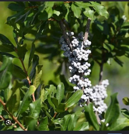 Green Myrica Pennsylvanica Flower seeds for Planting - Cut Flower Favorite, Heirloom & GMO Free Seeds for Home Garden