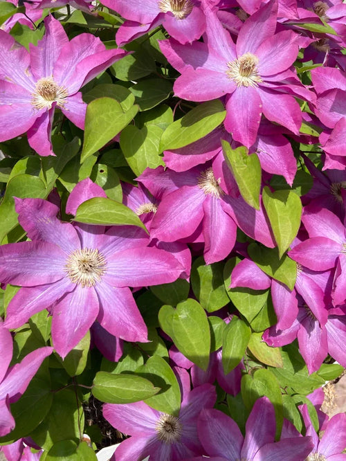 Premium Clematis Baby Pink Flower seeds for Planting Perfect for Borders, Heirloom & GMO Free Seeds for Home Garden seeds