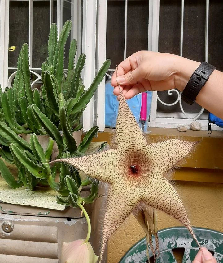 Yellow Stapelia Flower seeds for Planting Hardy Variety Heirloom & GMO Free Seeds for Home Garden 
 
 Sale