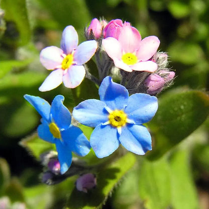 Myosotis alpestris Alpine Forget-Me-Not seeds with step-by-step planting guide for home gardeners.