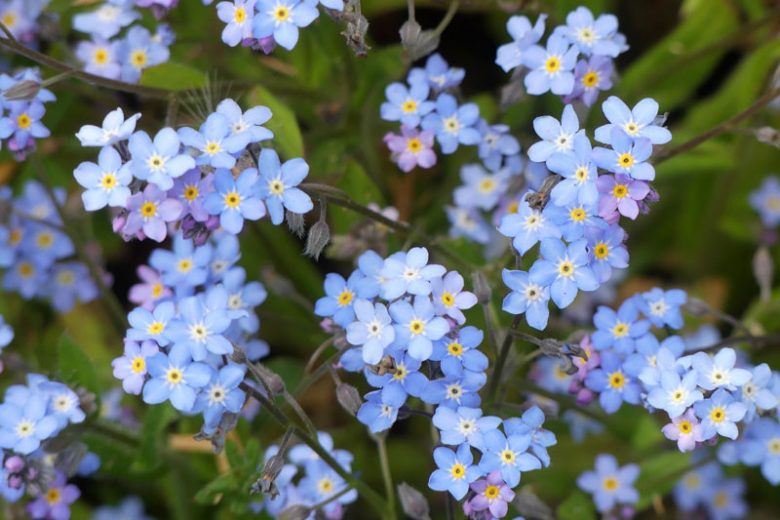 High quality Blue Myosotis Alpestris Flower seeds for Planting Cut Flower Favorite, Heirloom & GMO Free Seeds for Home Garden seeds pack