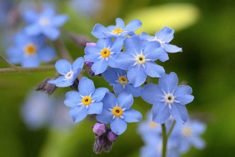 Blue Myosotis Alpestris Flower seeds for Planting Cut Flower Favorite, Heirloom & GMO Free Seeds for Home Garden vegetable and garden seeds