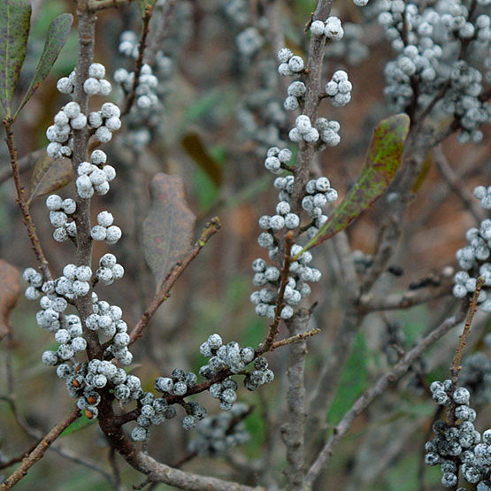 Green Myrica Pennsylvanica Flower seeds for Planting - Cut Flower Favorite, Heirloom & GMO Free Seeds for Home Garden