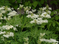 Myrrhis Flower seeds for Planting Drought Tolerant, Heirloom & GMO Free Seeds for Home Garden seeds for planting