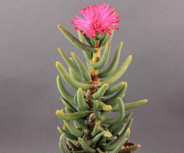 Pink Namaquanthus Flower seeds for Planting Vibrant Colors, Heirloom & GMO Free Seeds for Home Garden vegetable and garden seeds