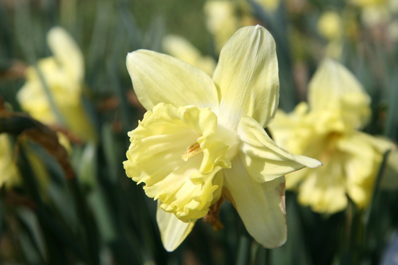 High quality Light Yellow Daffodil Flower seeds for Planting Perfect for Borders, Heirloom & GMO Free Seeds for Home Garden seeds pack