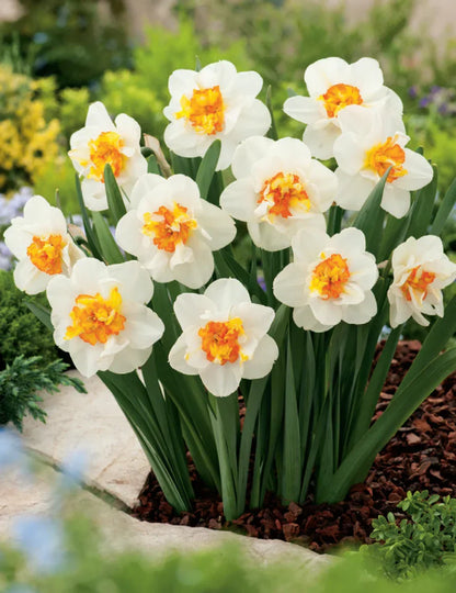 How to Grow White Narcissus Flowers