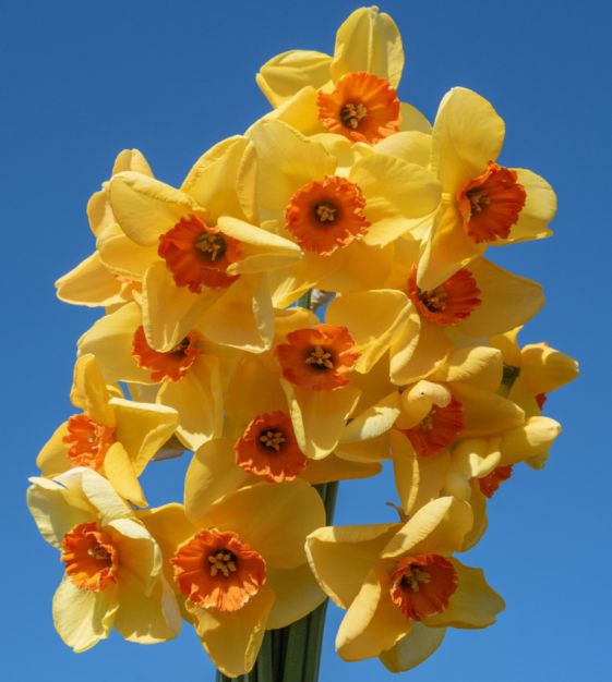 Orange Yellow Daffodil Flower seeds for Planting Shade Tolerant, Heirloom & GMO Free Seeds for Home Garde vegetable and garden seeds