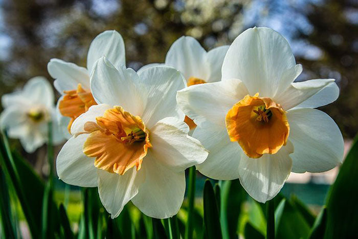 Narcissus (Narcissus Tazetta) seeds for planting in home garden