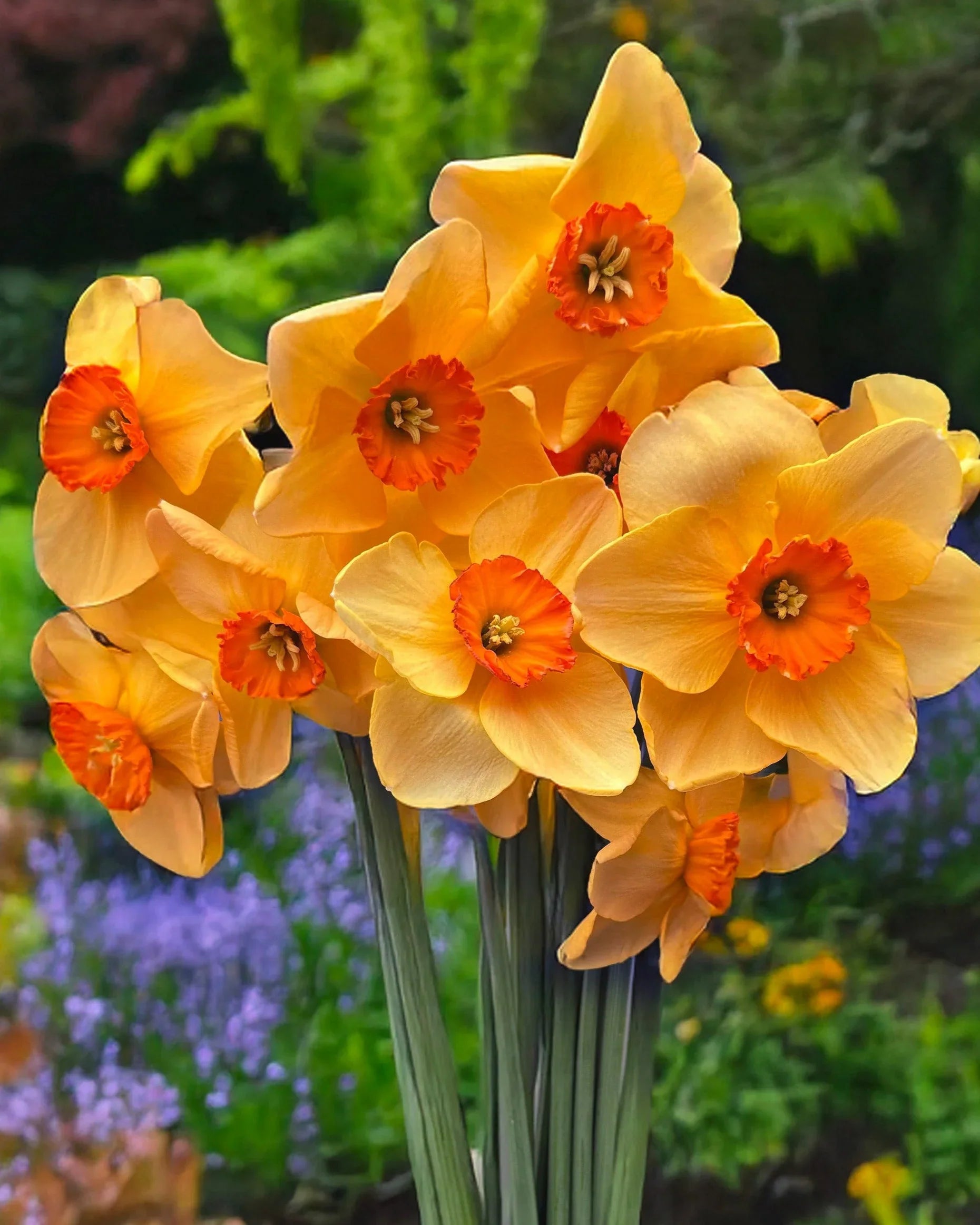 Premium Orange Yellow Daffodil Flower seeds for Planting Shade Tolerant, Heirloom & GMO Free Seeds for Home Garde seeds