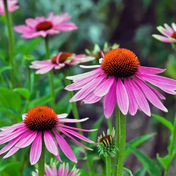 Heirloom ConeFlower seeds for Planting Long Bloom Season Heirloom & GMO Free Seeds for Home Garden