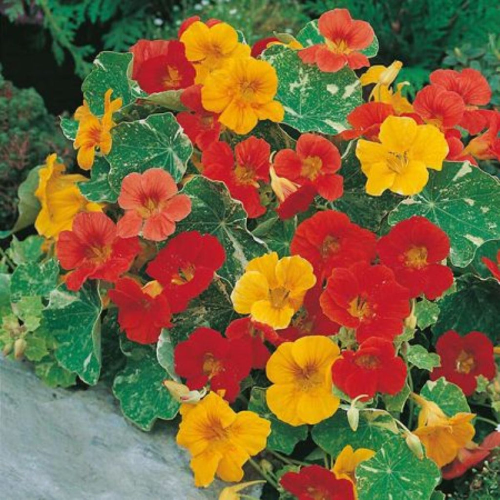 Premium Mix Nasturtium Flower seeds for Planting Pollinator Friendly, Heirloom & GMO Free Seeds for Home Garden seeds