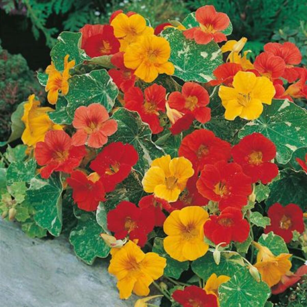 Premium Mix Nasturtium Flower seeds for Planting Pollinator Friendly, Heirloom & GMO Free Seeds for Home Garden seeds